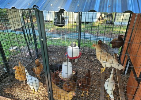 deealice pornstar nude photos