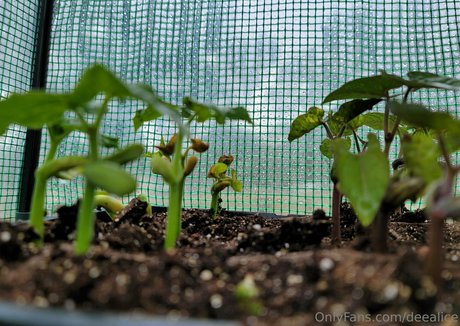 deealice model picture