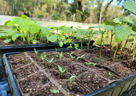 deealice star perfect photo