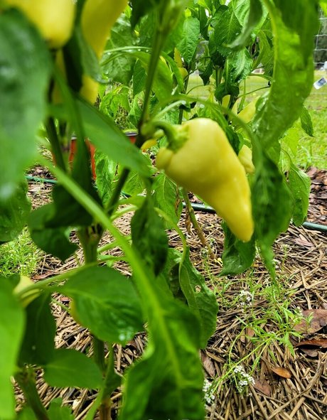 deealice exclusive actress galleries