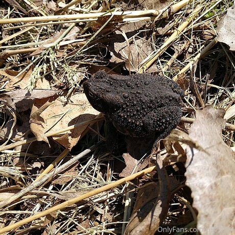 Loneranger2017 sexy pornstar gallery