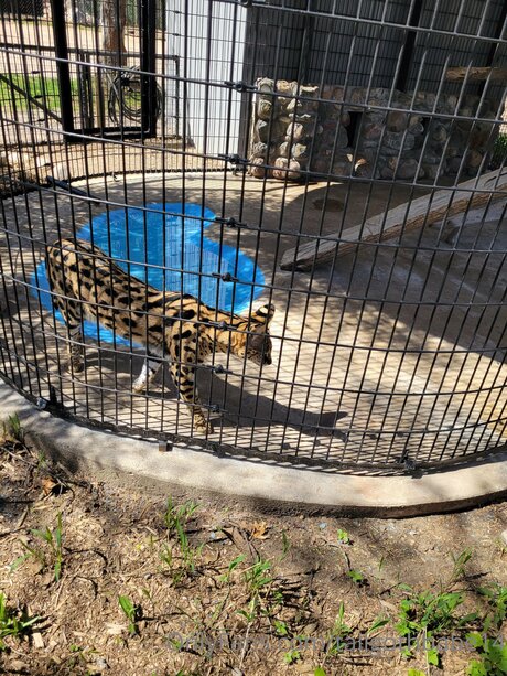 Tallgothbabe14 hd pornstar img