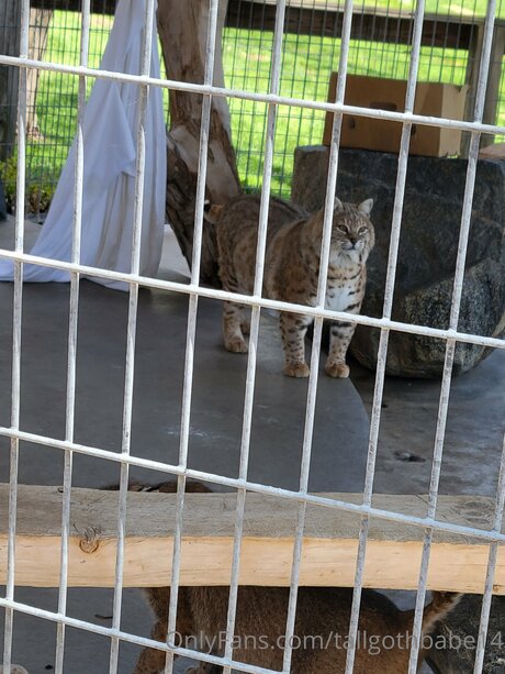 Tallgothbabe14 top pornstar images