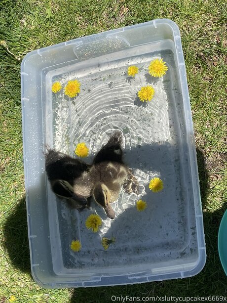 Xsluttycupcakex6669x adult model img