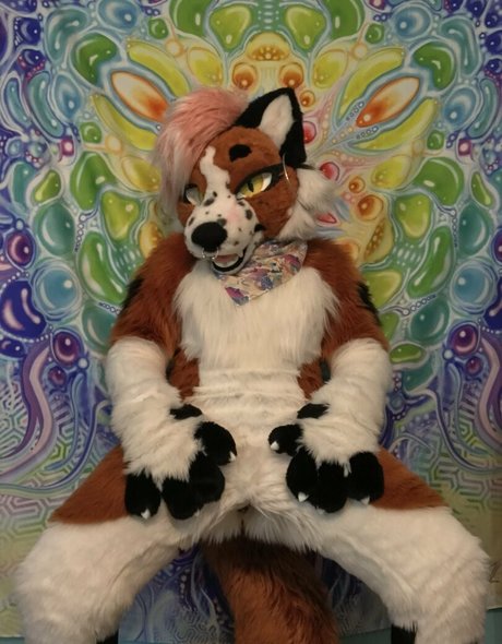 fox anatomy nice actress photo