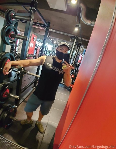 largedogcollar star top image