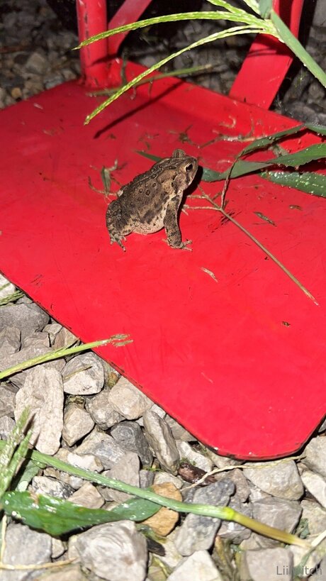 Liilwitch top model pics