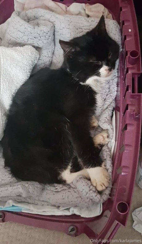 blowjob cum in mouth onlyfans porn img