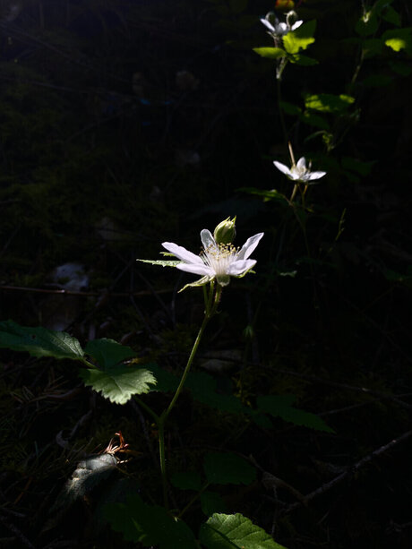 Meowmeowmeow erotic pornstar pic