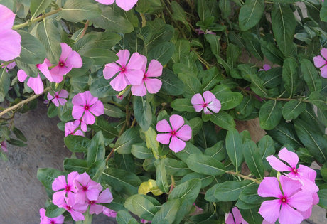 asian princess onlyfans sexy naked img