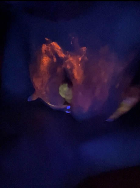 fat shemale onlyfans hot sex pictures