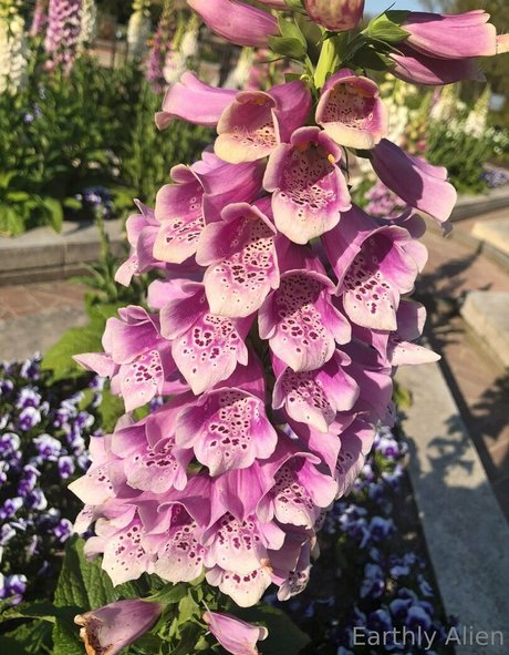 earthlyalien best star photo