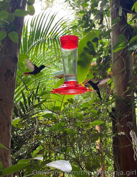 the real ninja girl model porn pics