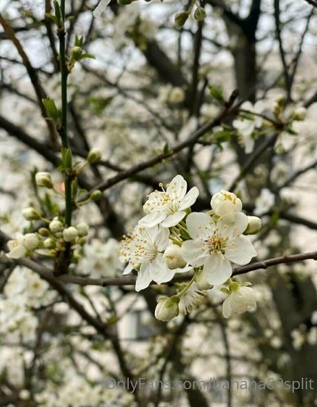 banana69split pornstar sexy img