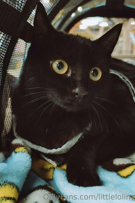 littlelolim pornstar perfect photo