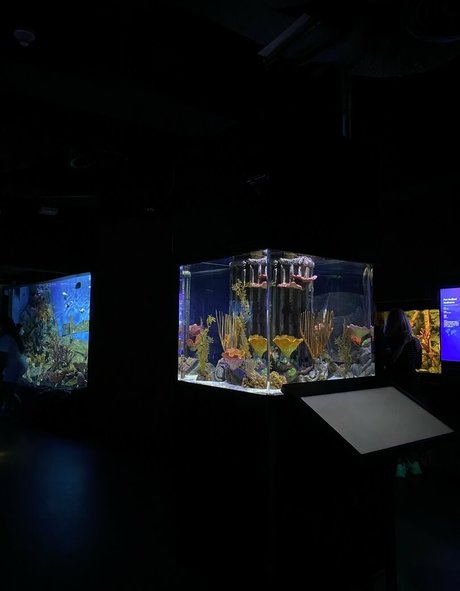 onyour bunny star art image