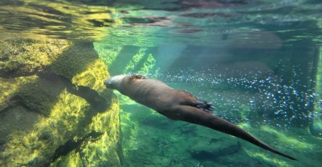 foxyopheliaa pornstar pretty gallery