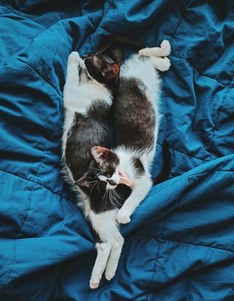 american onlyfans free gallery