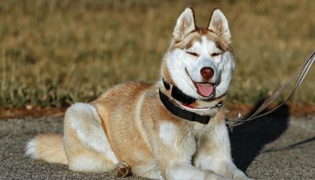 pech os actress image