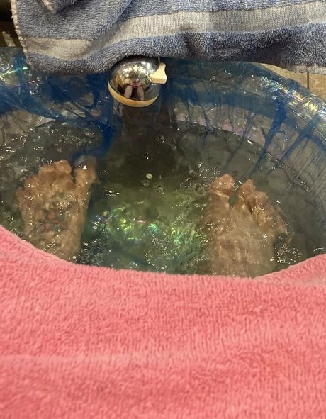 theapplejacked exclusive pornstar archive