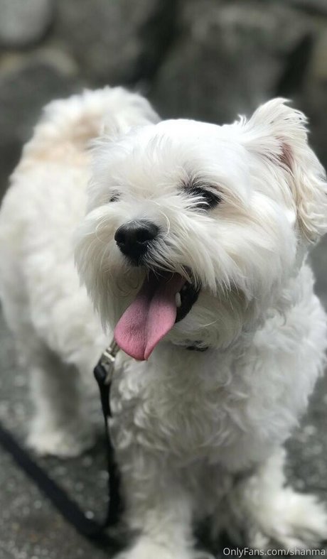 shanma model top photo