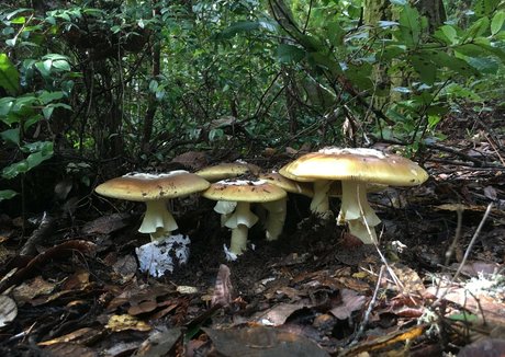 ebony squirt onlyfans nudes pictures