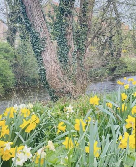 englishrosie21 pornographic actress galleries