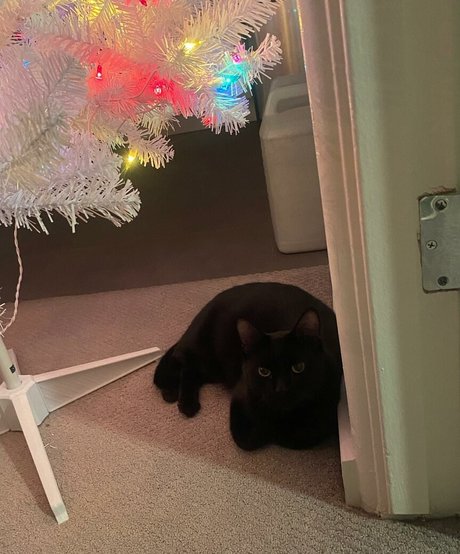 drearoseee perfect pornstar gallery