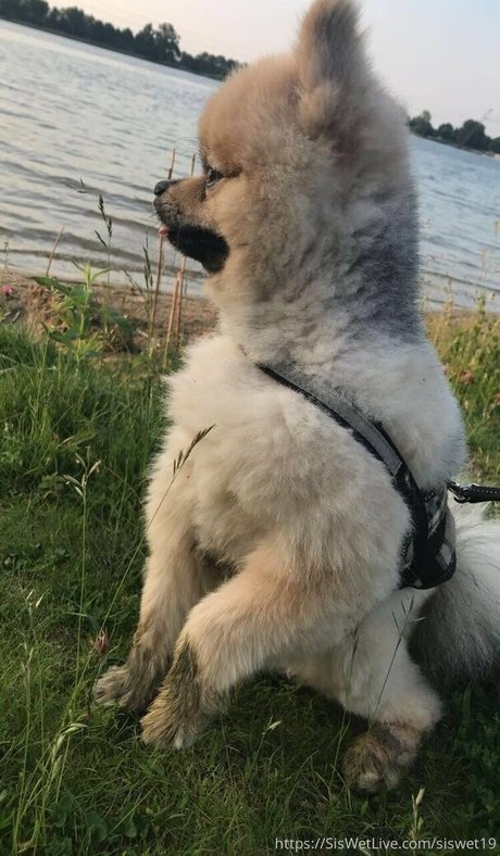 siswetlive pornstar hot archive