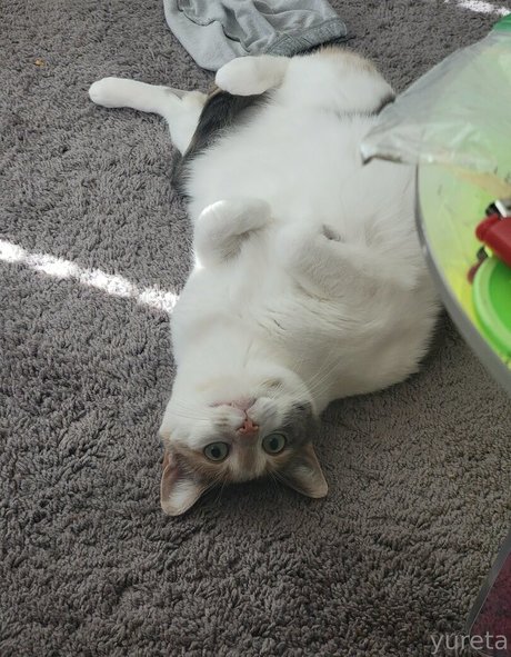 fishnet stockings onlyfans exclusive photo