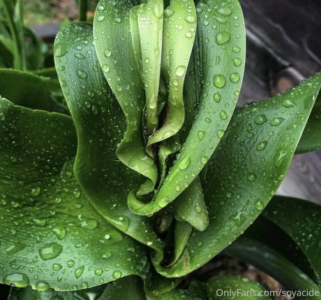 Soyacide nude actress image