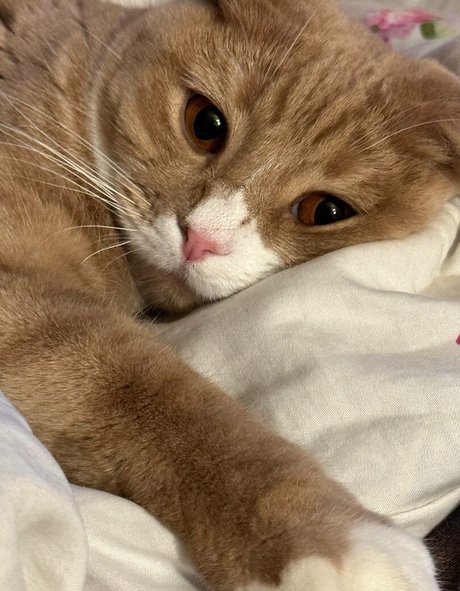 Holy Harlot star hd image