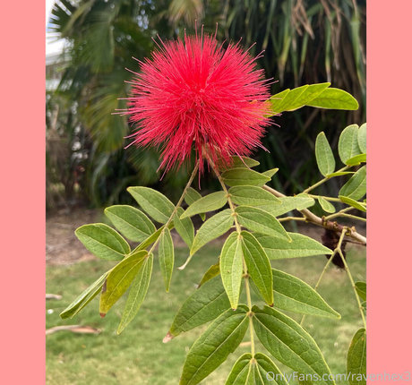 ravenhex3 pretty model img