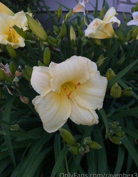 ravenhex3 nice pornstar galleries