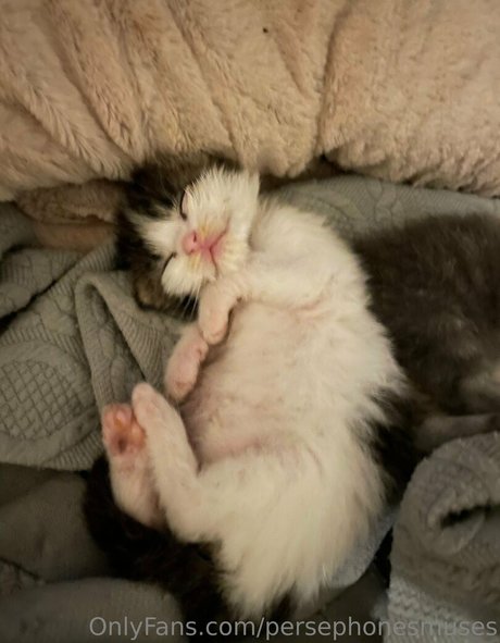 persephonesmuses pretty pornstar pic