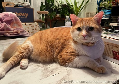 persephonesmuses sexy actress images