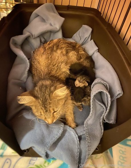 mollymaeve xxx actress photo