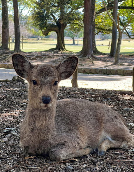 freefrost exclusive actress image