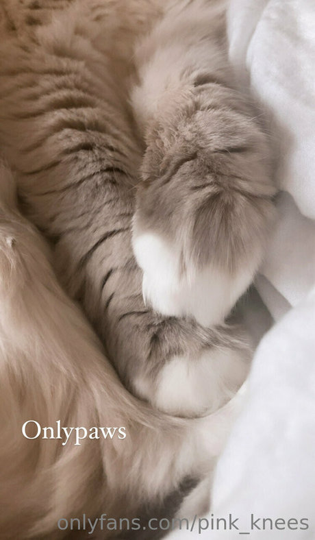 thick trans onlyfans best archive