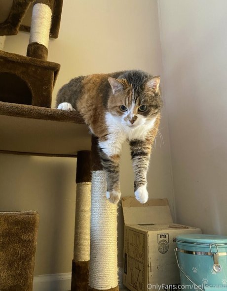 bellecreed star nude pic