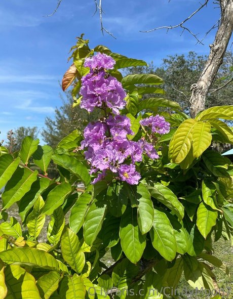 cindymoon7 xxx star img