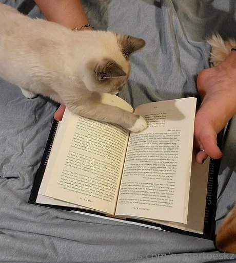 GamertoesKZ nudes star picture