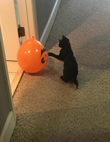 Lovebush1313 top profile image