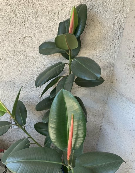 adora belly free best star pictures