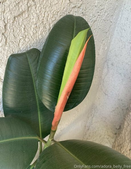 adora belly free porn model pic