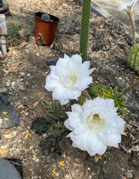 cum on glasses onlyfans art porn images