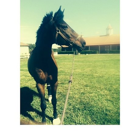 Ashton Hatchell model nice images