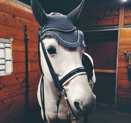 Ashton Hatchell adult model img