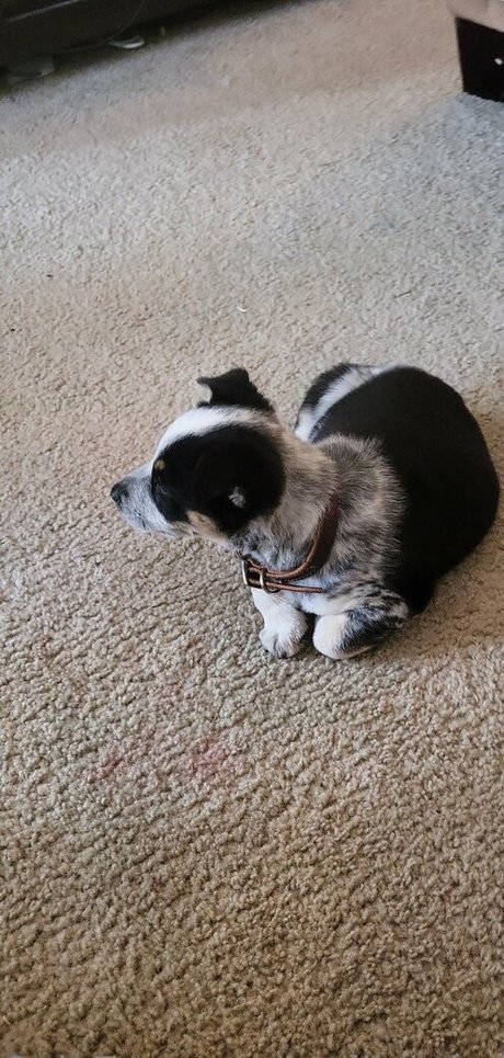 stellightbaby pornstar xxx archive