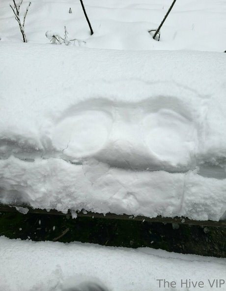 thehivevip nudes model picture